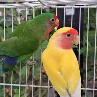 جفت کوتوله برزیلی