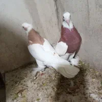 طوقی بی عیب...|پرنده|کوار, |دیوار