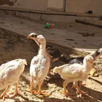 ۵ عدد جوجه لاری اصیل دونگ بالا اصل افغانستان|حیوانات مزرعه|تکاب, |دیوار