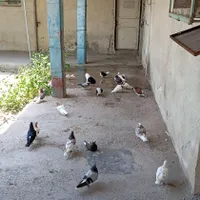 کبوتر تزیینی