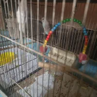 مرغ عشق|پرنده|قزوین, |دیوار