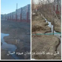 باغبانی و تیلرهرس در تمام نقاط مشهد|خدمات باغبانی و درختکاری|مشهد, توس (بلوار توس)|دیوار