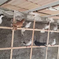 ۱۲تا کفتر پرنده بشرط همه یبوم|پرنده|الوند, |دیوار