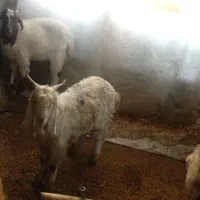 بز نر|حیوانات مزرعه|کنگاور, |دیوار