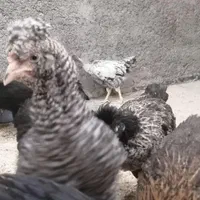 29 قطعه نیمچه مرغ جهادی بالای سه ماهه 150|حیوانات مزرعه|اصفهان, حصه شمالی|دیوار
