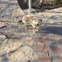 سگ پاکوتاه اشپیتز