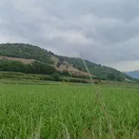 فروش-زمین-کشاورزی