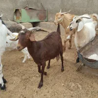 بز فروشی|حیوانات مزرعه|طبس, |دیوار