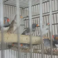 فنچ|پرنده|آبیک, |دیوار