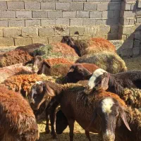 میش جوان کاورتقلی