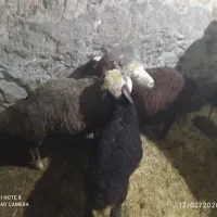 گوسفند|حیوانات مزرعه|دهگلان, |دیوار