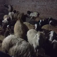 ۳۰تا گوسفند قاپی کوینی