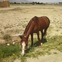 اسب|اسب و تجهیزات اسب‌سواری|گلپایگان, |دیوار