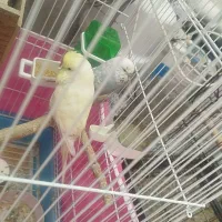 مرغ عشق انگلیسی|پرنده|بانه, |دیوار