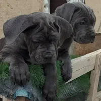 توله کنکورسو ماده کن کورسو رزرو با کیفیت استثنایی