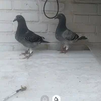 کبوتر جفت جوجه پلاکی مسافتی