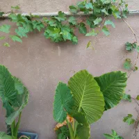 اجاره روزانه بوم‌گردی|اجارهٔ کوتاه‌مدت آپارتمان و سوئیت|نهاوند, |دیوار