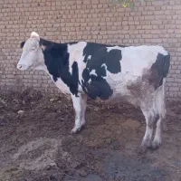 گاوآبستن‌۲۰روزمانده‌به‌زایمان