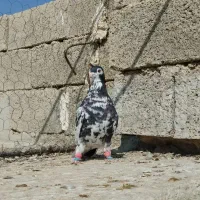 یال سیاه طوقی و سرخ|پرنده|کازرون, |دیوار