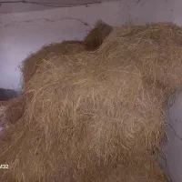 کاه سرا چینا خشک