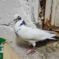 ابلغ افغانی