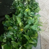 گل پتوس  زیبا وسالم|گل و گیاه طبیعی|ماسال, |دیوار