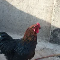 کوشین|پرنده|مشهد, نیزه|دیوار