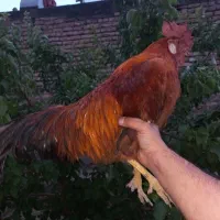 خروس بالغ و خوش صدا