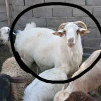 یک عدد قوچ فروشی