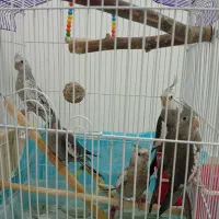 عروس هلندی وایت فیس