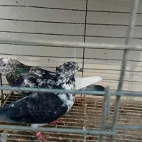 سرور|پرنده|قم, شهرک طالقانی|دیوار