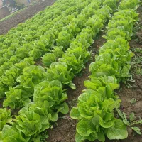 کاهو روغنی درجه ا|خوردنی و آشامیدنی|دلند, |دیوار