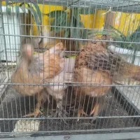 جوجه نژاد اصیل برهما