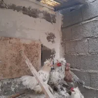 جفت مرغ و خروس کاکل پاپر