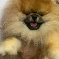 پامرنرواورداتی