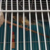 یک عدد عروس هلندی.یک عددمرغ عشق|پرنده|مشهد, خواجه ربیع|دیوار