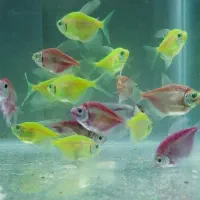 ماهی گوپی تایگر و بیگ ایر|ماهی|ساری, |دیوار