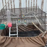 قفس کاسکویی