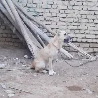 سگ سراب|سگ|شیروان (خراسان), |دیوار
