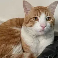 واگزاری رایگان