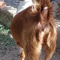 بز دوقلوزا با دو کره نر ماده و یک بز آبستن|حیوانات مزرعه|جیرفت, |دیوار