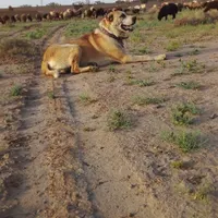 گمشده