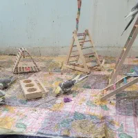 پرنده زینتی عروس هلندی