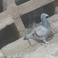 کفترمسافتی ماده