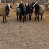 100راس میش شال جوان