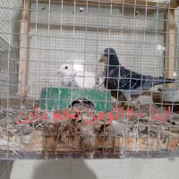 کفتر جفتگاه