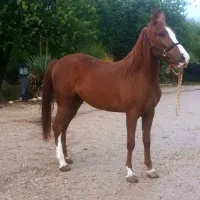 اسب وتجهیزات سوارکاری