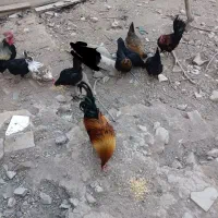 تخم مرغ نطفه دار|حیوانات مزرعه|خمینیشهر, |دیوار
