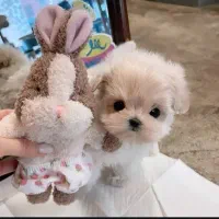 توله سگ جیبی مالتیز|سگ|تهران, پونک|دیوار