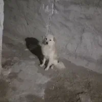 سگ پاکوتاه